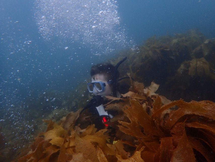 Guided Shore Dive Tour for Certified Diver - Practical Details & Value