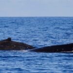 Guided Small Group Whale Watching and Swim Tour Tahiti - Why This Tour Works Well