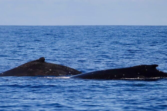Guided Small Group Whale Watching and Swim Tour Tahiti - Why This Tour Works Well