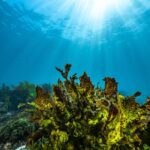 Guided Snorkel Tour at Australias most iconic beach - Who Will Love This Tour?