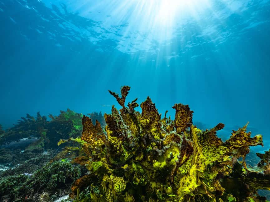 Guided Snorkel Tour at Australias most iconic beach - Who Will Love This Tour?