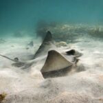 Guided Snorkeling for Beginner - Why This Tour Is a Great Choice