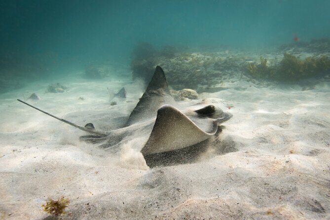 Guided Snorkeling for Beginner - Why This Tour Is a Great Choice
