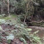Guided Wildlife Tour and Forest Walk with Lunch Platter - A Detailed Look at the Experience