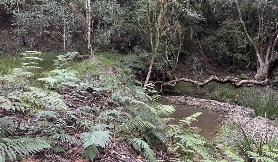 Guided Wildlife Tour and Forest Walk with Lunch Platter - A Detailed Look at the Experience