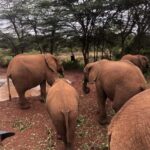 Half Day Baby Elephants,Giraffe Center & Karen Blixen Museum - Detailed Review of the Half Day Tour Experience