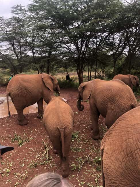 Half Day Baby Elephants,Giraffe Center & Karen Blixen Museum - Detailed Review of the Half Day Tour Experience