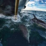 Half Day Dolphin & Wildlife Cruise - Tauranga - The Experience Through the Lens of Reviews