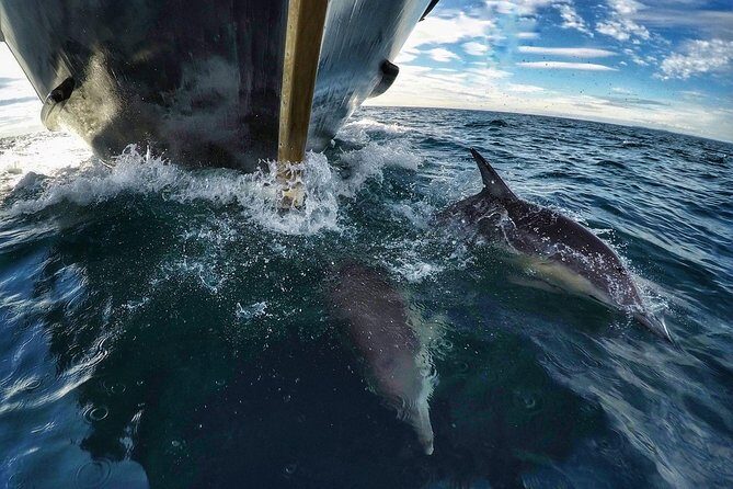 Half Day Dolphin & Wildlife Cruise - Tauranga - The Experience Through the Lens of Reviews
