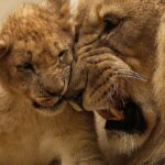 Half-Day Game Drive in Nairobi National Park With Pickup - The Itinerary in Detail