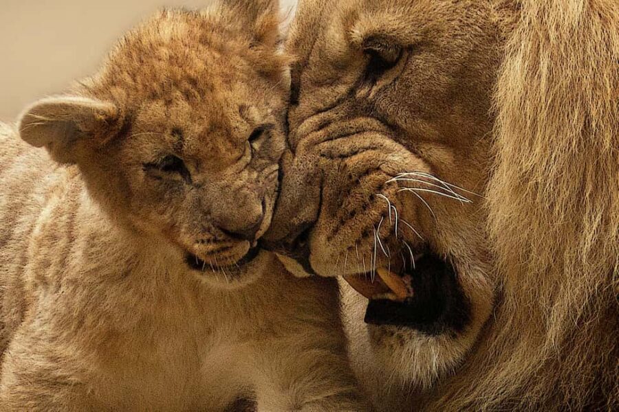 Half-Day Game Drive in Nairobi National Park With Pickup - The Itinerary in Detail