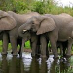 Half Day Hluhluwe Imfolozi Game Reserve from Richards Bay - Who Should Consider This Tour?
