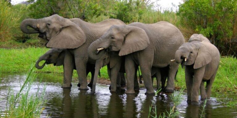 Half Day Hluhluwe Imfolozi Game Reserve from Richards Bay - Who Should Consider This Tour?