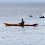 Half-Day Jervis Bay Sea Kayak Tour - Why This Tour Stands Out