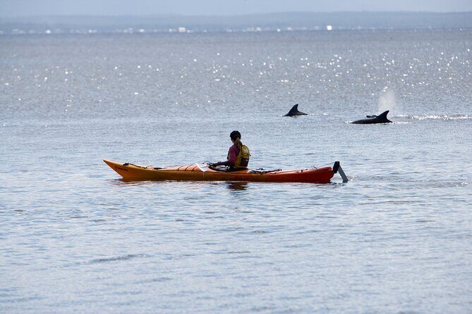 Half-Day Jervis Bay Sea Kayak Tour - Why This Tour Stands Out