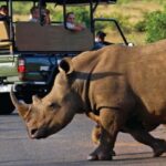 Half-Day Kruger Park Safari | Pickup & Drop-off Marloth Park - A Detailed Look at the Itinerary