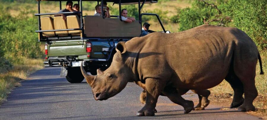 Half-Day Kruger Park Safari | Pickup & Drop-off Marloth Park - A Detailed Look at the Itinerary