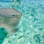 Half day lagoon safari tour in Bora Bora- Shared tour - The Itinerary in Detail