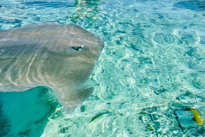 Half day lagoon safari tour in Bora Bora- Shared tour - The Itinerary in Detail