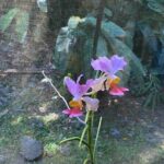 Half Day Nadi Tour Temple, Market, Gardens and Mud Pools - What Reviewers Say