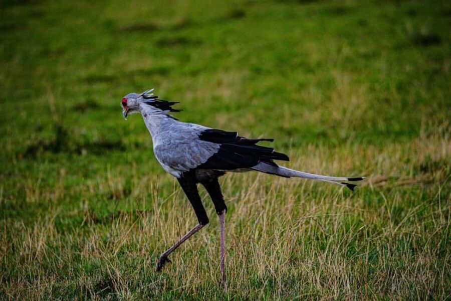 Half day Nairobi National Park with free pick up - Who Will Love This Tour?