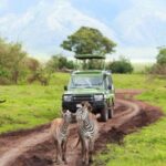 Half Day Natal Lion P & Tala Game Reserve from Durban Safari - Value for Money