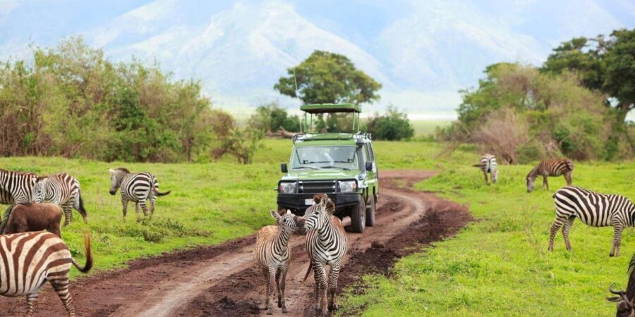 Half Day Natal Lion P & Tala Game Reserve from Durban Safari - Value for Money