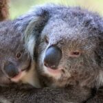 Half-Day or Full-Day Tour with Private Guide from Melbourne - How the Tour Comes Together