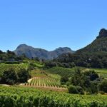Half Day Penguins Colony and Constantia Wine Tasting Tour - The Itinerary: What to Expect on Your Tour