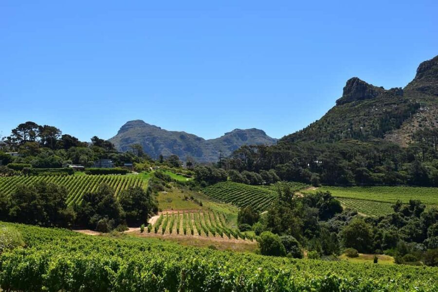 Half Day Penguins Colony and Constantia Wine Tasting Tour - The Itinerary: What to Expect on Your Tour