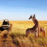 Half Day Safari from Durban - What To Expect from the Half Day Safari