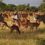 Half Day Safari Tala Game Reserve & Lion Park from Durban - Discovering Tala Game Reserve and Natal Lion Park