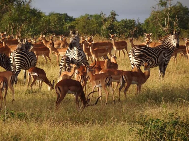 Half Day Safari Tala Game Reserve & Lion Park from Durban - Discovering Tala Game Reserve and Natal Lion Park