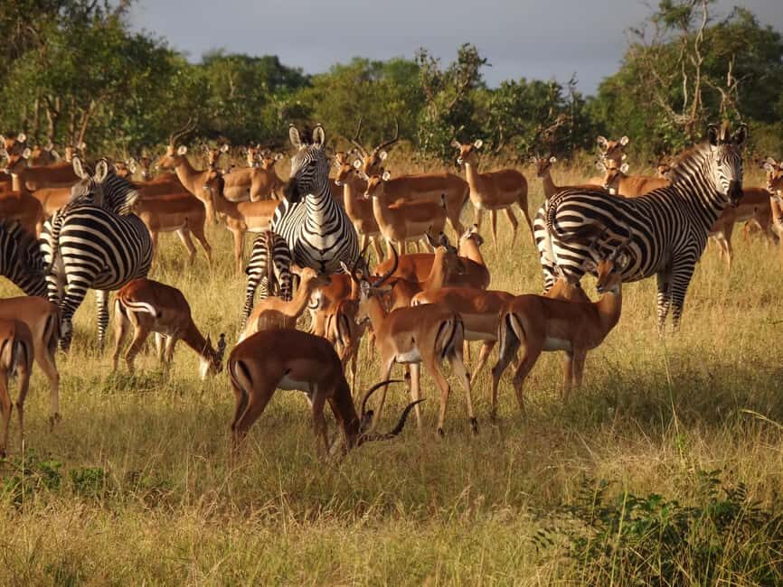 Half Day Safari Tala Game Reserve & Lion Park from Durban - Discovering Tala Game Reserve and Natal Lion Park