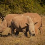 Half-Day Schotia Game Reserve (Open 4x4 Vehicle) - The Tour Experience: What to Expect