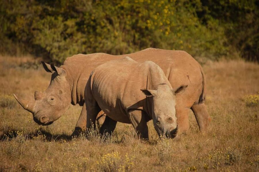 Half-Day Schotia Game Reserve (Open 4x4 Vehicle) - The Tour Experience: What to Expect