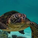 Half Day Snorkel 2.5hr Turtle Tour on the Ningaloo Reef, Exmouth - What Sets This Tour Apart