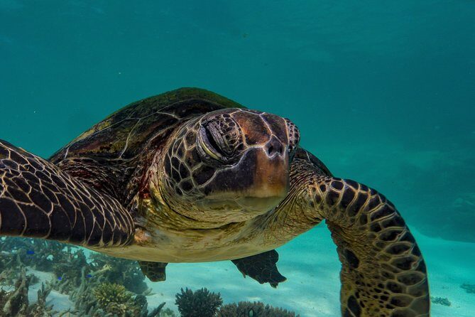 Half Day Snorkel 2.5hr Turtle Tour on the Ningaloo Reef, Exmouth - What Sets This Tour Apart