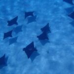 Half day Snorkeling Shared Boat Tour in Bora Bora - Key Points