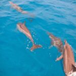 Half-Day Snorkeling Tour from Papeete - Final Thoughts
