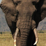 Half-day Tala Game Reserve & Lion Park Safari from Durban - The Value of This Tour