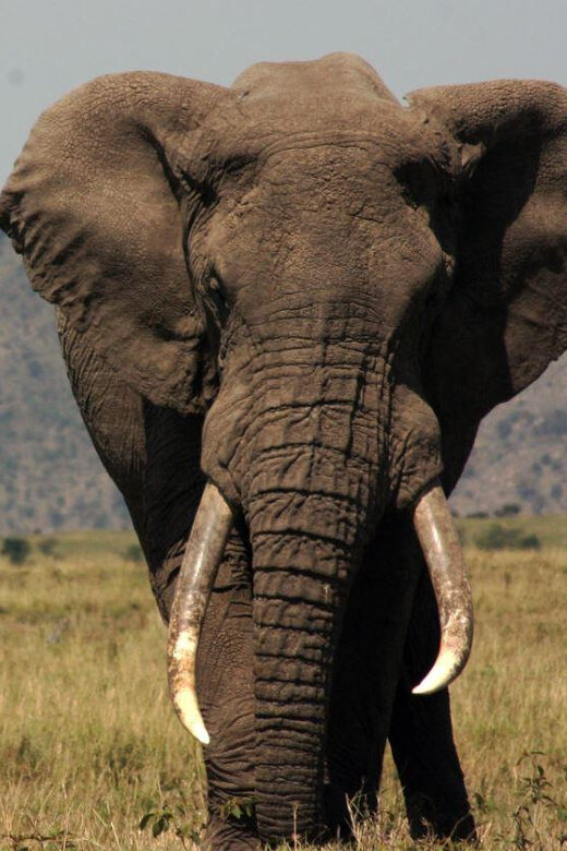 Half-day Tala Game Reserve & Lion Park Safari from Durban - The Value of This Tour