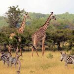 Half-Day Tala Game Reserve & Natal Lion Park from Durban - An Overview of the Itinerary and Experience