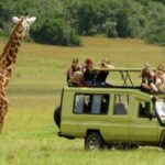 Half Day Tala Game Reserve & Natal Lion Park from Durban - Who Should Consider This Tour?