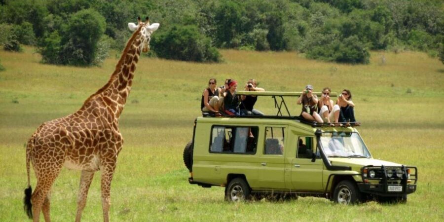 Half Day Tala Game Reserve & Natal Lion Park from Durban - Who Should Consider This Tour?