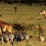 Half Day Tala Game Reserve & Natal Lion Park from Durban - What’s Included and What to Expect