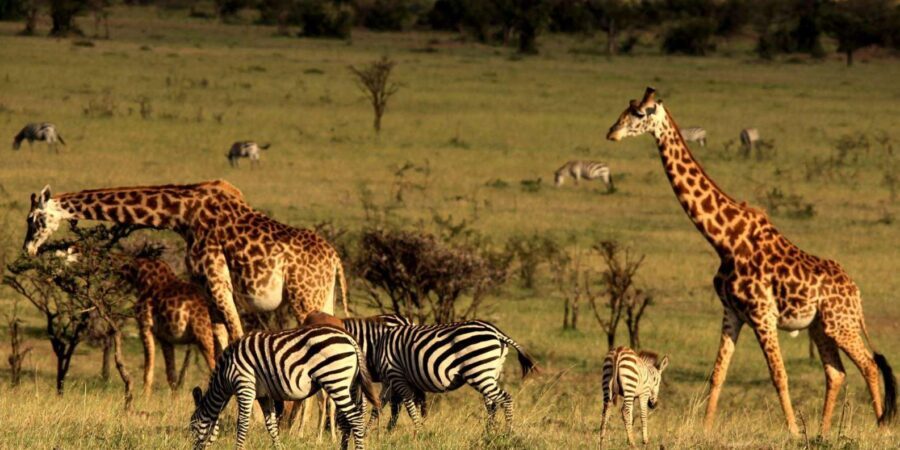 Half Day Tala Game Reserve & Natal Lion Park from Durban - What’s Included and What to Expect