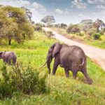 Half Day Tala Game Reserve & Natal Lion Park from Durban - Practical Details and Value