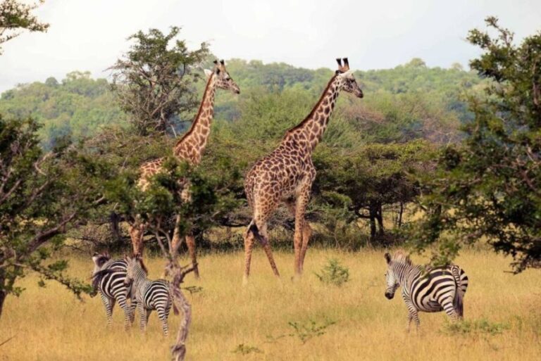 Half-Day Tala Game Reserve & Natal Lion Park from Durban - An Overview of the Itinerary and Experience