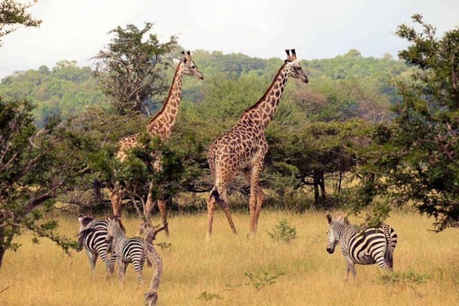Half-Day Tala Game Reserve & Natal Lion Park from Durban - An Overview of the Itinerary and Experience